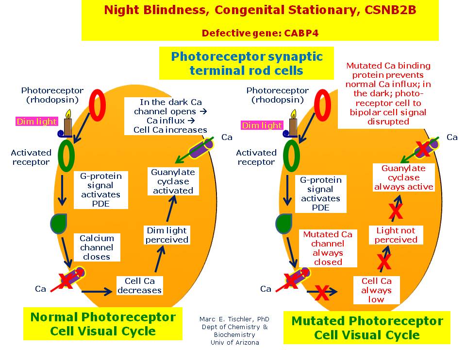 Night Blindness, Congenital Stationary, CSNB2B Hereditary Ocular Diseases